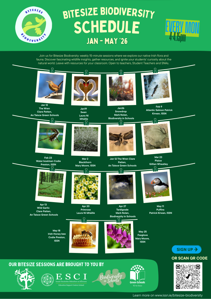 bitesize schedule spring 2026