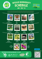 Bitesize Biodiversity  - The Wren